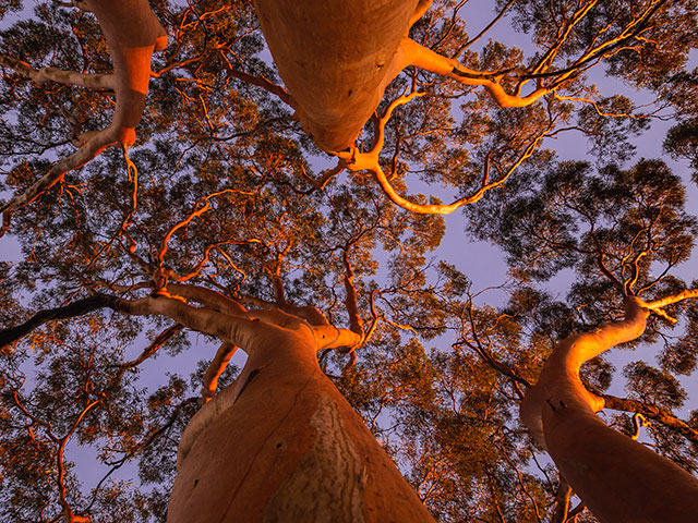 640x480trees