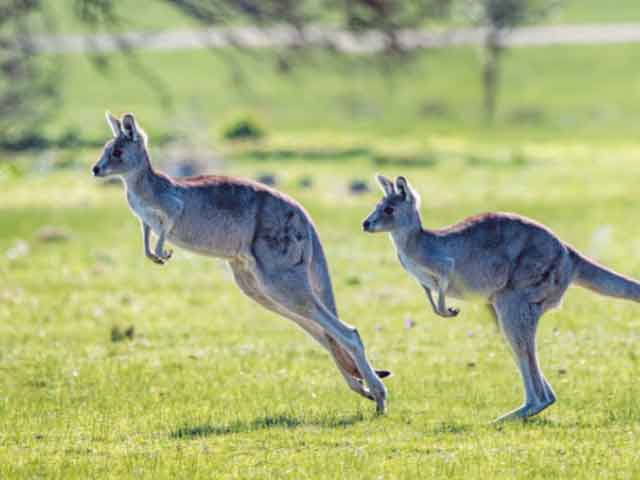 Aus Kangaroo sales jump (640 x 480 px)